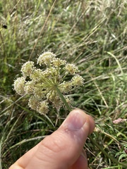 Seseli annuum