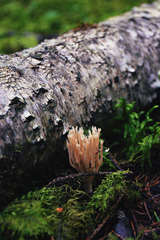 Ramaria