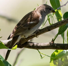 Passer diffusus stygiceps