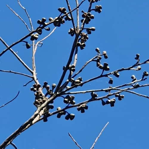 Image of Eucalyptus botryoides by (c) ronavery, some rights reserved (CC BY)