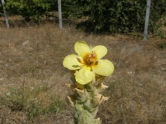 Verbascum ovalifolium
