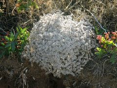 Goniolimon tataricum