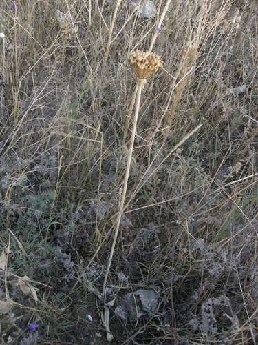 Allium cyrilli, photograph 1