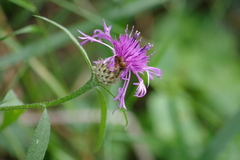 Centaurea decipiens