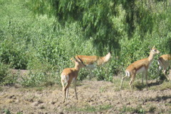 Antilope cervicapra