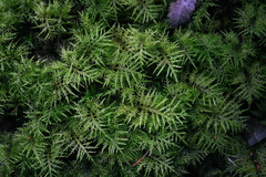 Hylocomium splendens