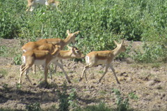 Antilope cervicapra