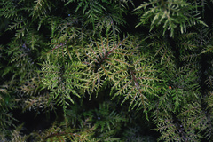 Hylocomium splendens