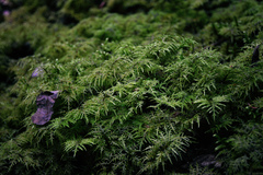 Hylocomium splendens