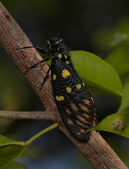 Gaeana maculata