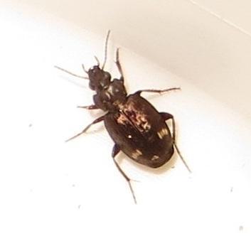 Tetragonoderus sericatus