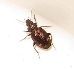 Tetragonoderus sericatus