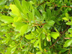 Searsia lucida lucida