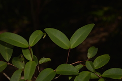 Pilidiostigma glabrum