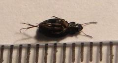 Tetragonoderus sericatus