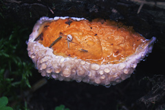 Fomitopsis pinicola