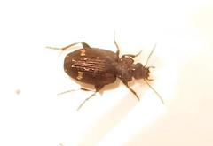 Tetragonoderus sericatus