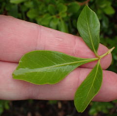 Searsia lucida lucida