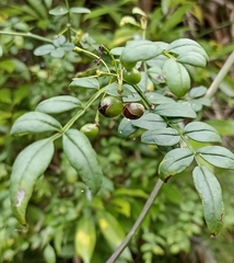 Chrysojasminum floridum