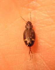 Tetragonoderus sericatus