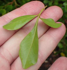 Searsia lucida lucida