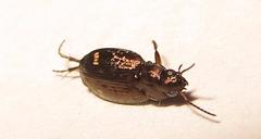 Tetragonoderus sericatus