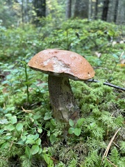 Leccinum versipelle