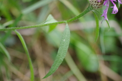 Centaurea decipiens