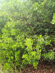 Searsia lucida lucida