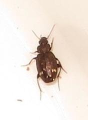 Tetragonoderus sericatus