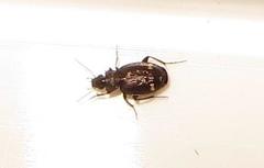 Tetragonoderus sericatus