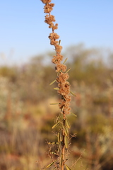 Triumfetta plumigera