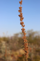 Triumfetta plumigera