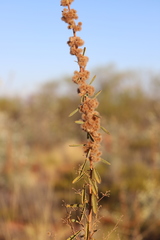 Triumfetta plumigera