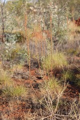 Triumfetta plumigera