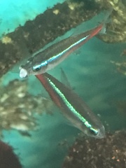 Paracheirodon innesi