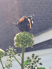 Vanessa atalanta