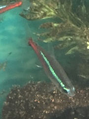 Paracheirodon innesi