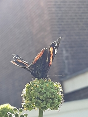Vanessa atalanta
