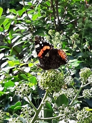 Vanessa atalanta