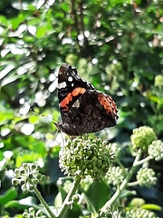 Vanessa atalanta
