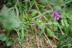 Centaurea decipiens