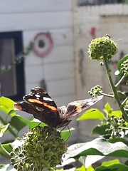 Vanessa atalanta