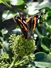 Vanessa atalanta