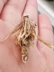 Canephora hirsuta