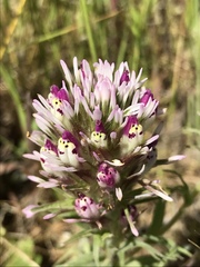 Castilleja densiflora densiflora
