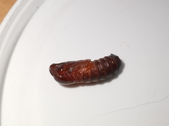 Canephora hirsuta