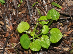 Pterostylis alobula