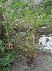 Persicaria tomentosa