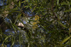 Daviesia arborea